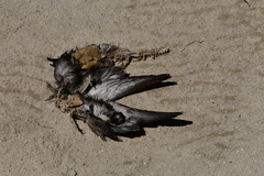 Ardenna tenuirostris