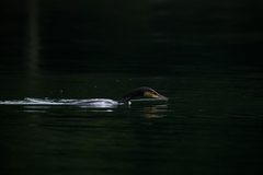 Phalacrocorax carbo
