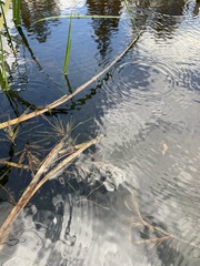 Potamogeton obtusifolius