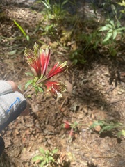 Alstroemeria psittacina