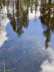 Potamogeton obtusifolius