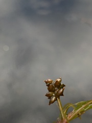 Potamogeton obtusifolius