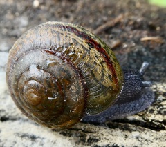 Helminthoglypta traskii