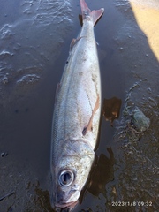 Emmelichthys nitidus