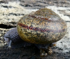 Helminthoglypta traskii