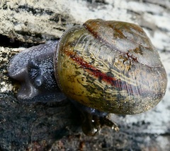 Helminthoglypta traskii