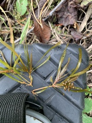 Potamogeton obtusifolius