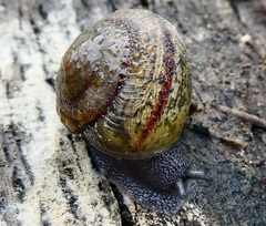 Helminthoglypta traskii