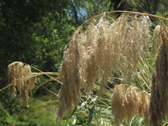 Austroderia richardii