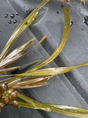 Potamogeton obtusifolius