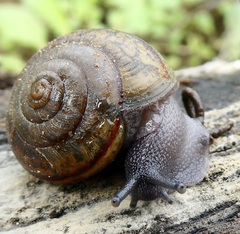 Helminthoglypta traskii