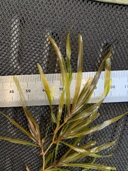 Potamogeton obtusifolius