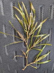 Potamogeton obtusifolius