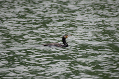 Phalacrocorax carbo