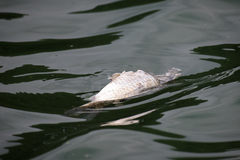 Cyprinus carpio