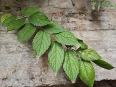 Celtis sinensis