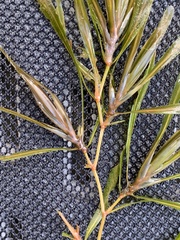 Potamogeton obtusifolius