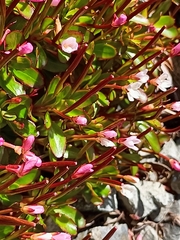 Epilobium rubro-marginatum