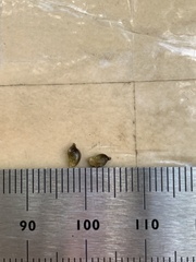 Potamogeton obtusifolius