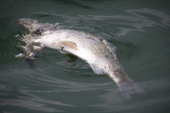 Cyprinus carpio