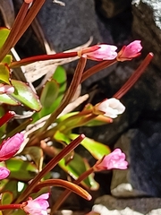 Epilobium rubro-marginatum