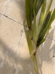 Potamogeton obtusifolius