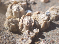 Chthamalus antennatus