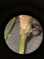 Potamogeton obtusifolius