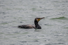 Phalacrocorax carbo
