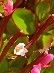 Epilobium rubro-marginatum