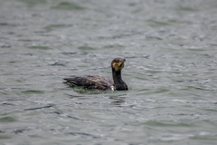 Phalacrocorax carbo