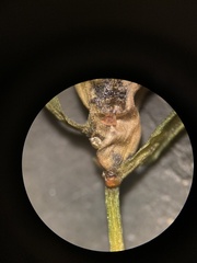 Potamogeton obtusifolius