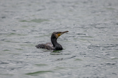 Phalacrocorax carbo