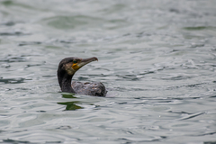 Phalacrocorax carbo