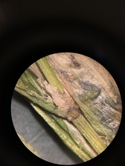 Potamogeton obtusifolius