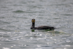 Phalacrocorax carbo