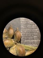 Potamogeton obtusifolius