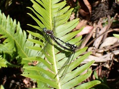 Eusynthemis brevistyla