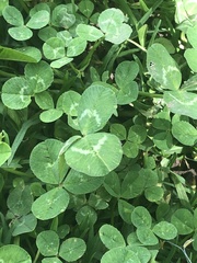 Trifolium repens