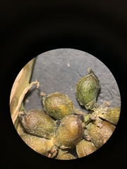 Potamogeton obtusifolius