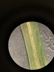 Potamogeton obtusifolius