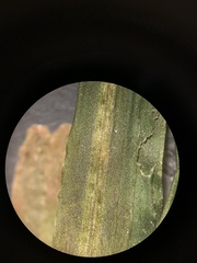 Potamogeton obtusifolius