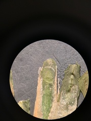 Potamogeton obtusifolius