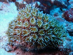 Galaxea fascicularis