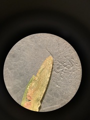 Potamogeton obtusifolius