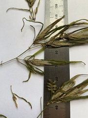 Potamogeton obtusifolius