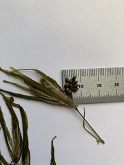 Potamogeton obtusifolius