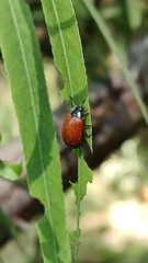 Plagiodera erythroptera