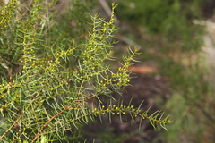 Acacia rupicola