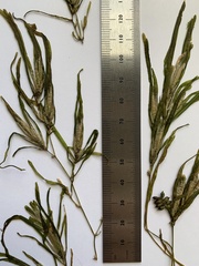 Potamogeton obtusifolius